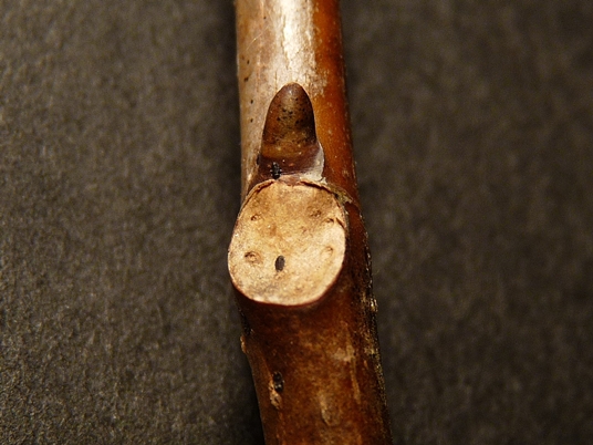 {Liriodendron tulipifera}